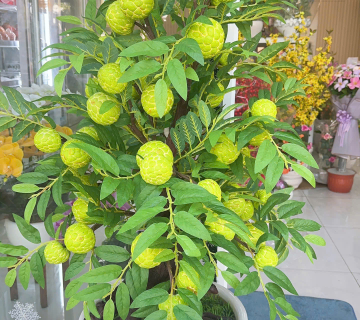 Chậu Hoa 