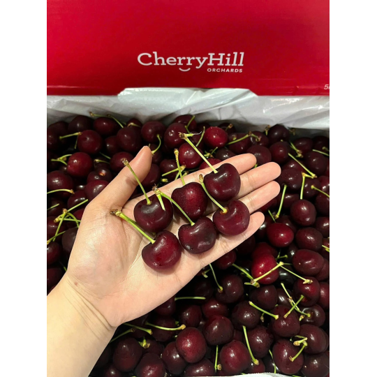 Cherry 500k/kg