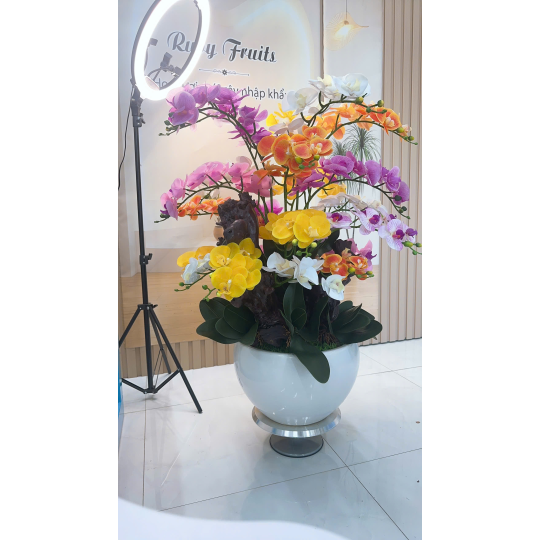 Chậu Lan Nhiều M&agrave;u