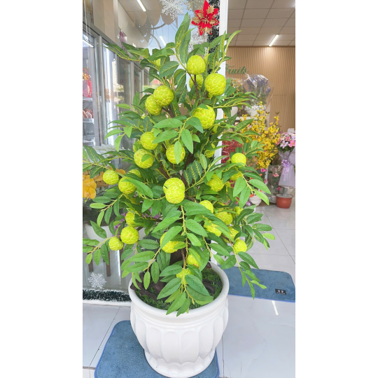 Chậu M&atilde;ng Cầu ( Na )