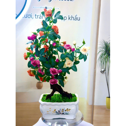 Chậu Hoa Hồng Kiểng