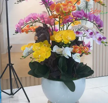 Chậu Lan Nhiều M&agrave;u