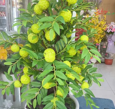 Chậu M&atilde;ng Cầu ( Na )