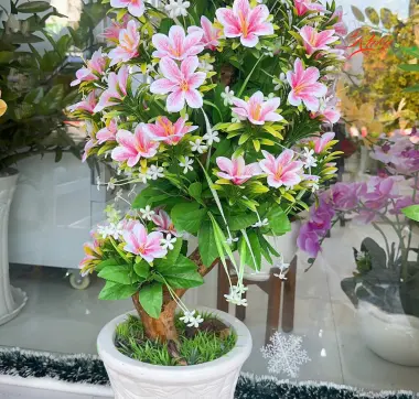 Chậu Hoa Ly