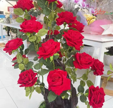 Chậu Hoa Hồng Đỏ