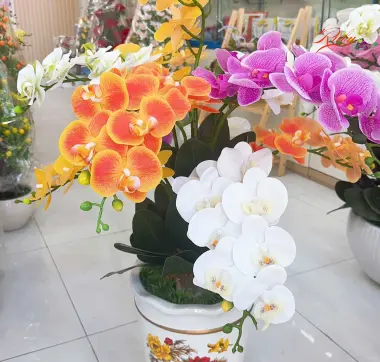 Chậu Hoa Lan