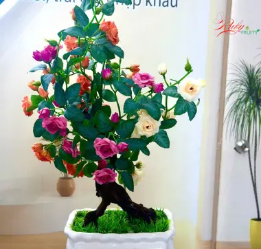 Chậu Hoa Hồng Kiểng